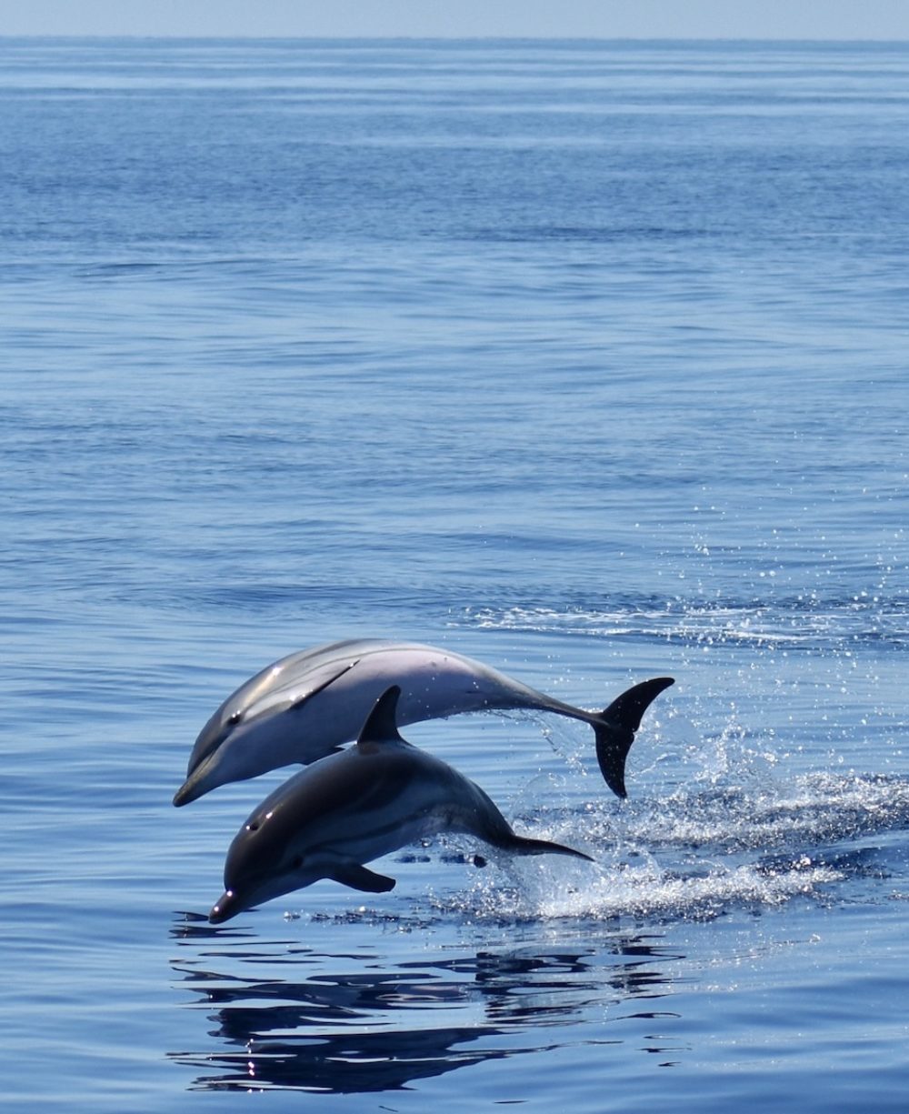 Dolphin watching