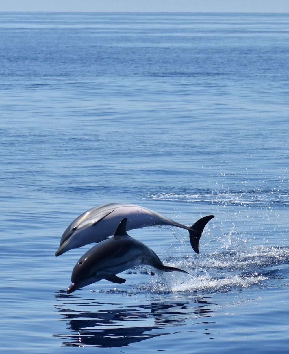 Visita ai delfini